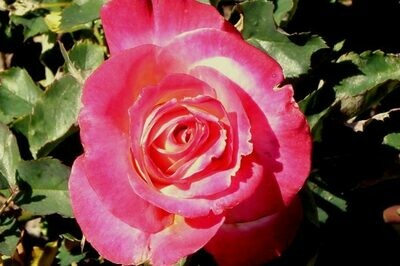 Rosa ‘Double Delight’