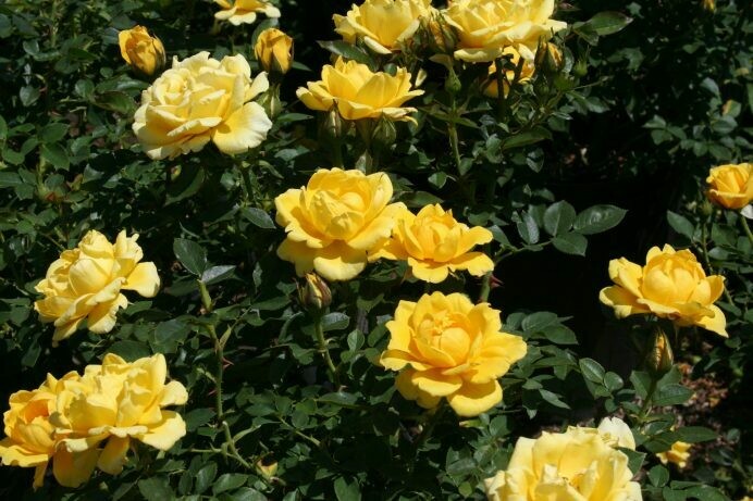 Rosa ‘Easy Going’