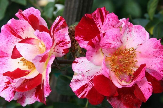 Rosa ‘Fourth of July’