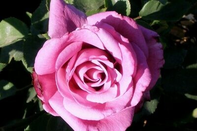 Rosa ‘Fragrant Plum’