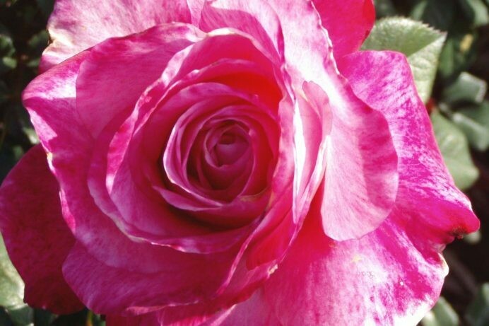 Rosa ‘Givenchy’
