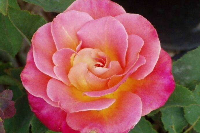 Rosa ‘Granada’