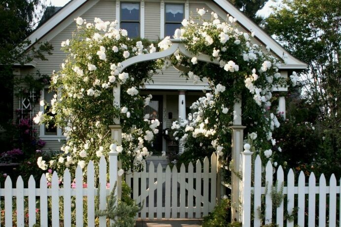 Rosa ‘Iceberg’ Climber