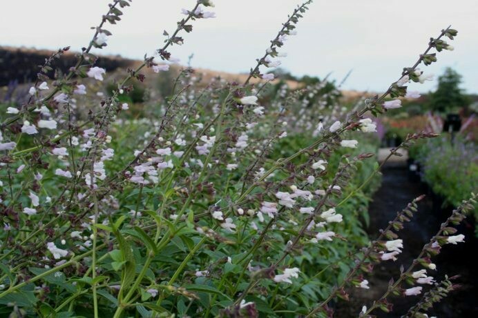 Salvia Waverly