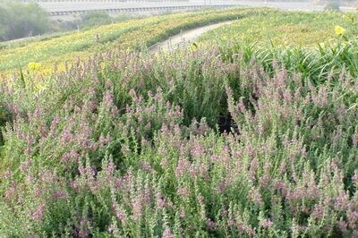 Teucrium chamaedrys