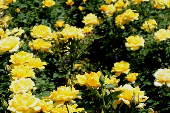 Rosa ‘Dorola’