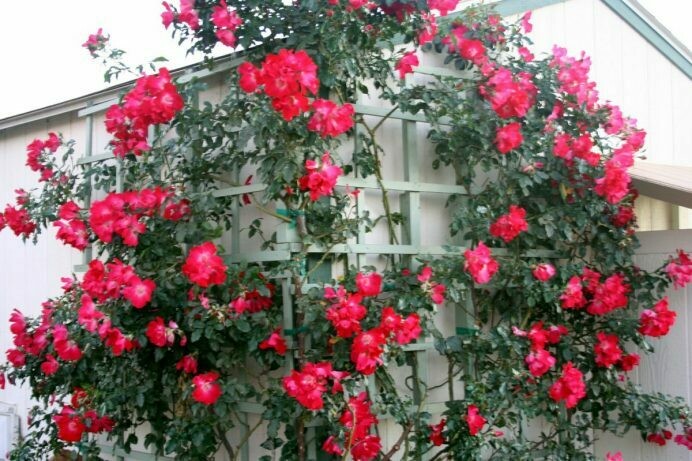 Rosa ‘Dortmund’ Climber
