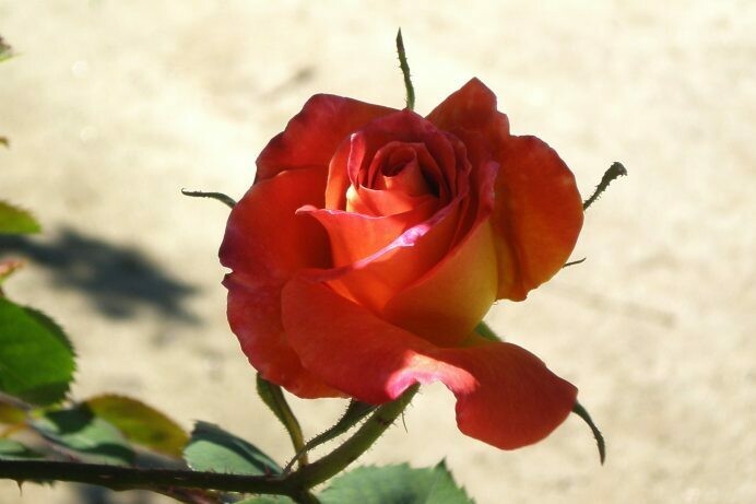 Rosa ‘Joseph’s Coat’