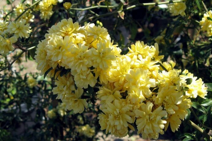 Rosa ‘Lady Banks’ Yellow