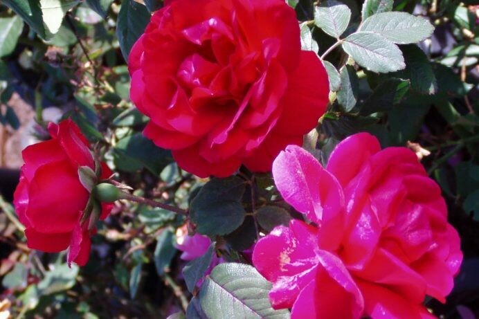 Rosa ‘Blaze’ Climber