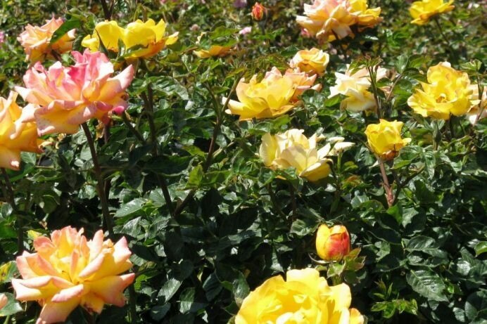 Rosa ‘Goldmarie’