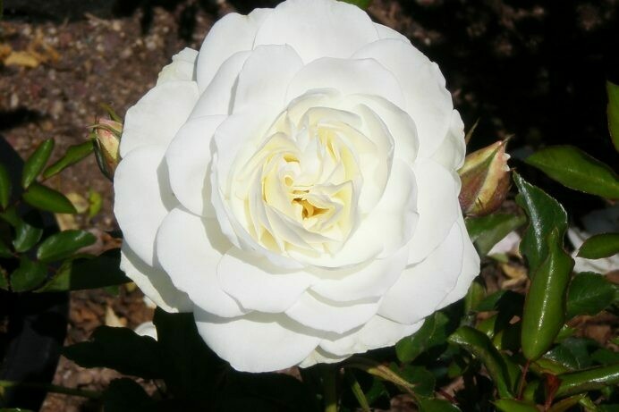 Rosa ‘Iceberg’