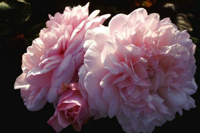 Rosa ‘Irene Watts’