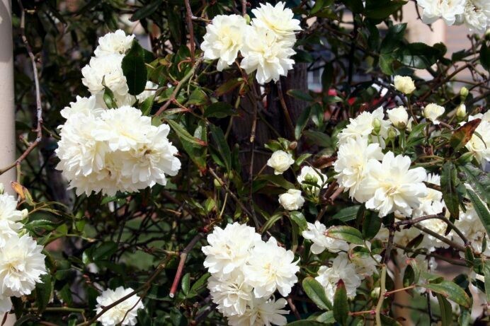 Rosa ‘Lady Banks’ White