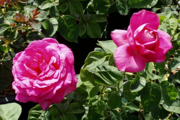 Rosa ‘Miss All-American Beauty’