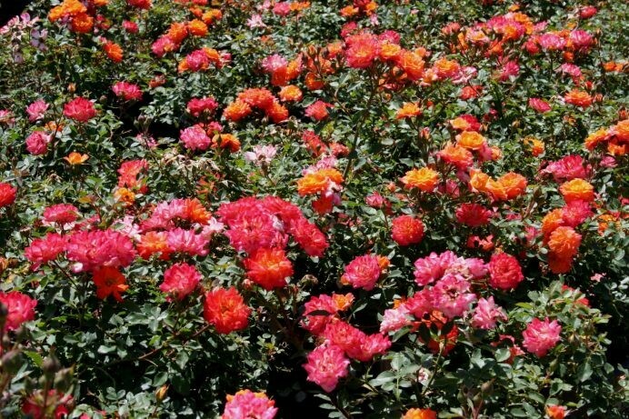 Rosa ‘Orange Honey’