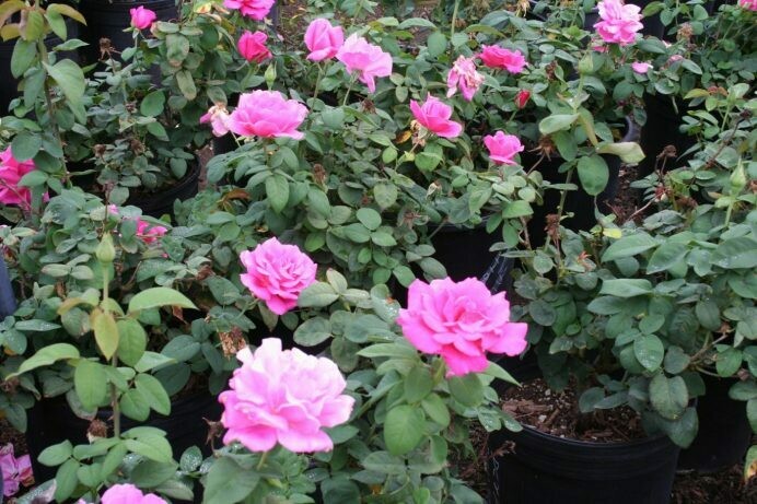 Rosa ‘Perfume Delight’