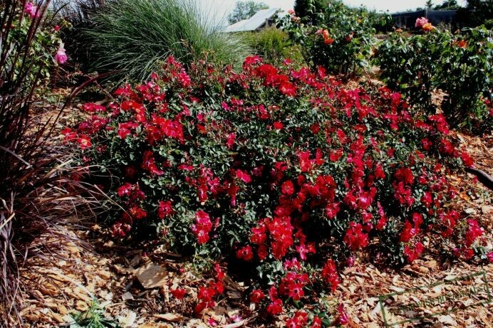 Rosa ‘Meidiland Cherry’