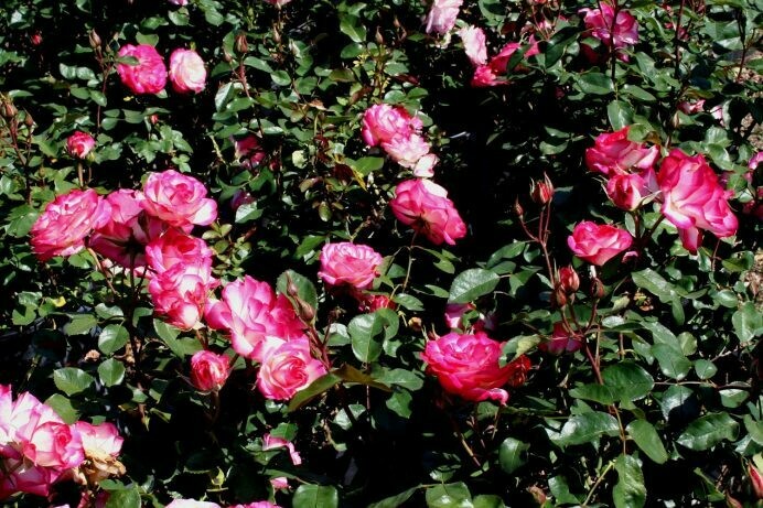 Rosa ‘Nicole’