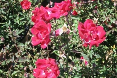 Rosa ‘Old Gay Hill Red China’