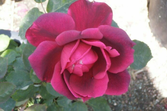 Rosa ‘Oklahoma’
