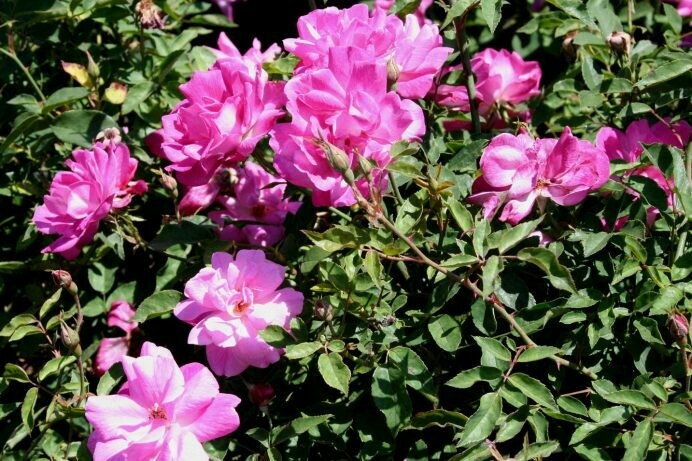 Rosa ‘Old Blush’