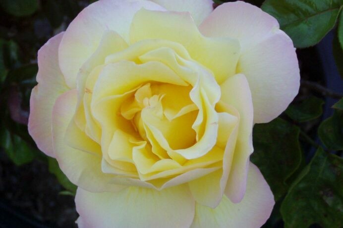 Rosa ‘Peace’