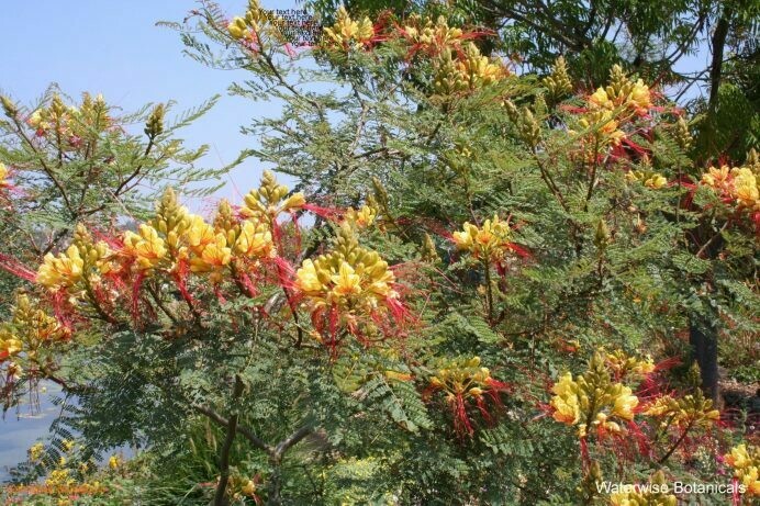 Caesalpinia gilliesii