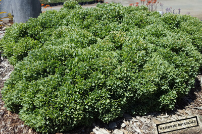 Crassula arborescens undulatifolia