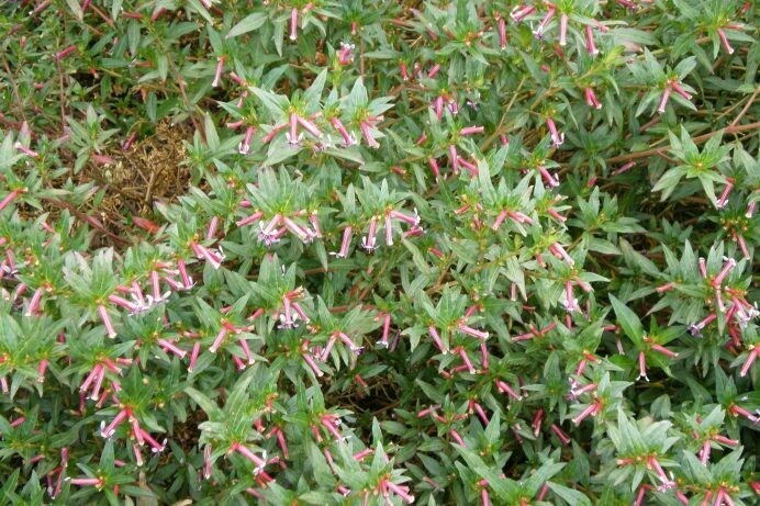 Cuphea hybrid ‘Fuchsia Girl’