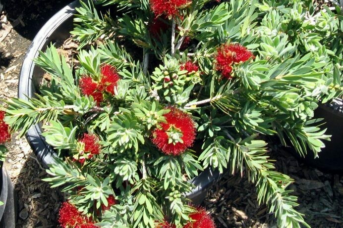 Callistemon citrinus Little John