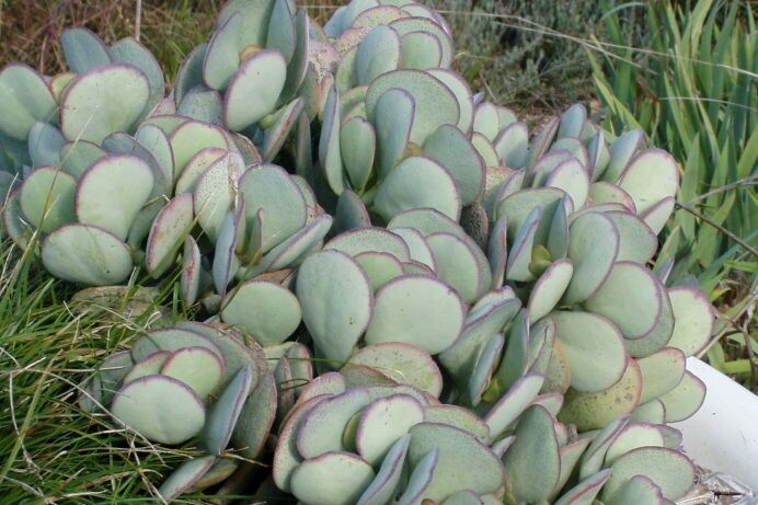 Crassula arborescens