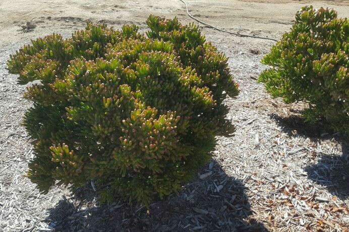 Crassula ovata ‘Gollum’
