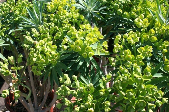 Euphorbia lambii