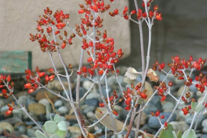 Kalanchoe bracteata