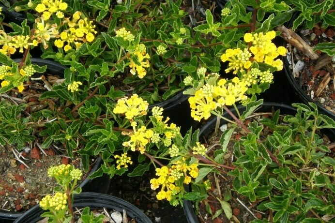 Lantana Golden Spreader