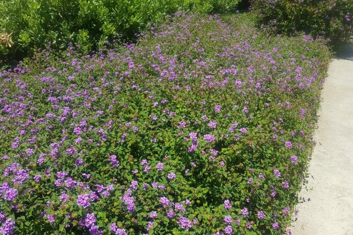 Lantana montevidensis