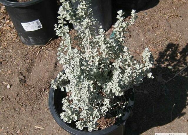 Leucophyllum zygophyllum