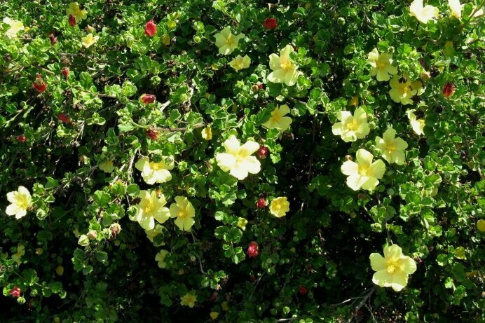 Pavonia praemorsa