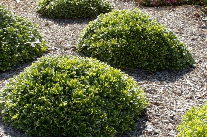Pittosporum tobira Turner’s Dwarf