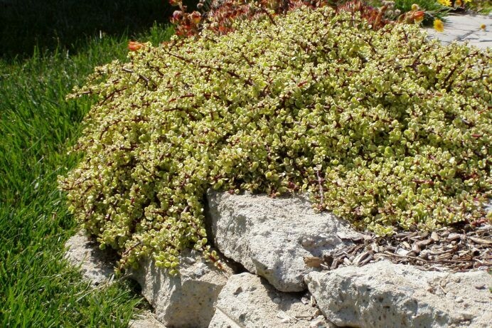 Portulacaria afra variegata