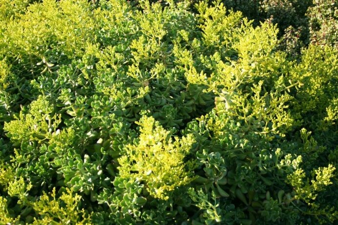 Sedum praealtum