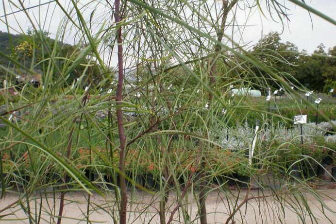 Acacia stenophylla