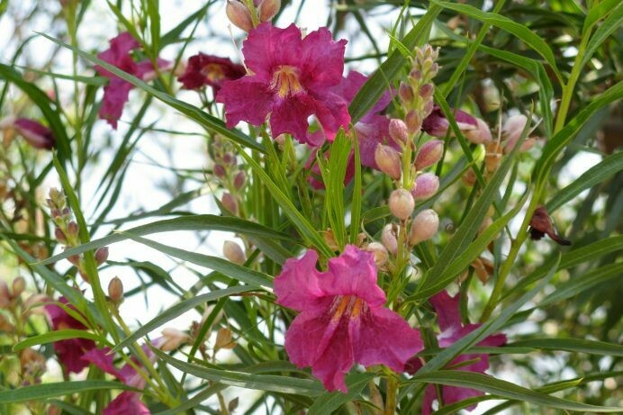 Chilopsis linearis