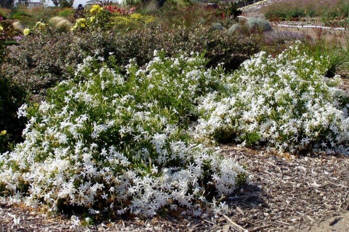 Jasminum angulare