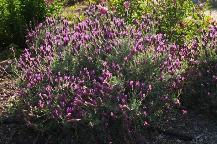 Lavandula stoechas