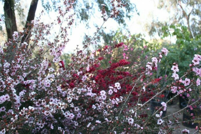 Leptospermum scoparium