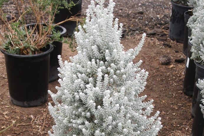 Maireana sedifolia