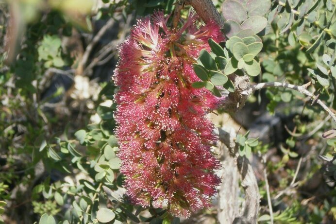 Melaleuca elliptica