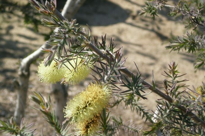 Melaleuca incana